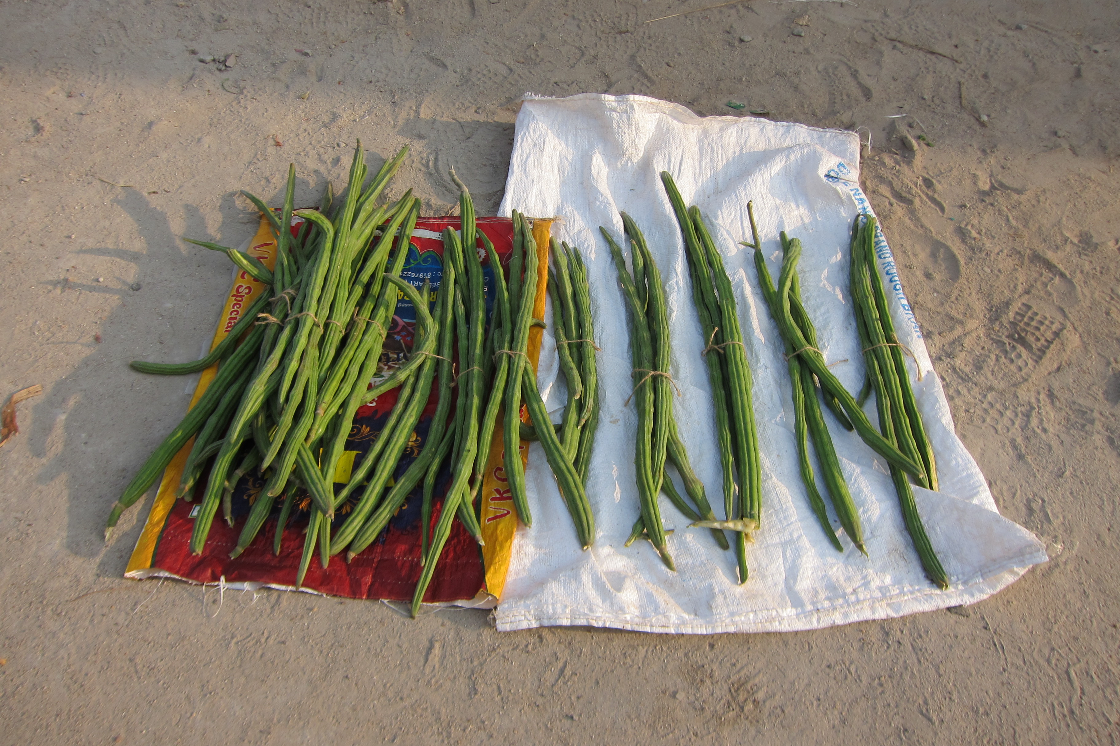 A bundle of long moringa seed pods, also known as drumsticks